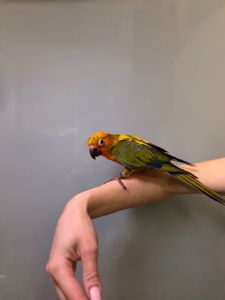 Аратинга сонячний, пташенята ручні викормиші аратинга