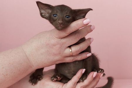 Шоколадний орієнтальний хлопчик Otornasse Quentin