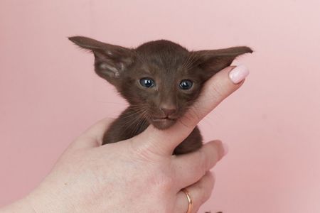 Шоколадний орієнтальний хлопчик Otornasse Quentin