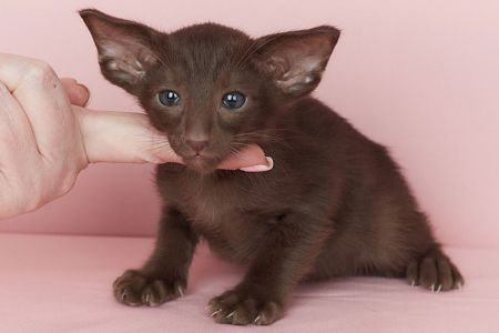 Шоколадний орієнтальний хлопчик Otornasse Quentin