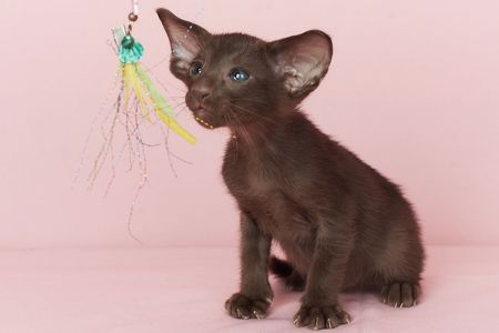 Шоколадний орієнтальний хлопчик Otornasse Quentin