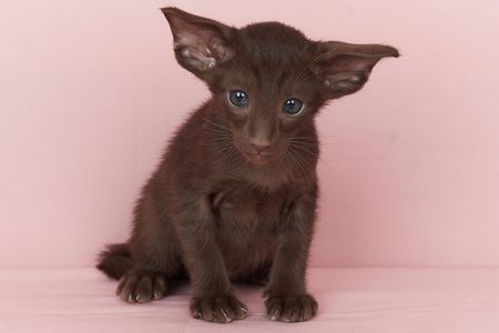 Шоколадний орієнтальний хлопчик Otornasse Quentin