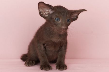 Шоколадний орієнтальний хлопчик Otornasse Quentin