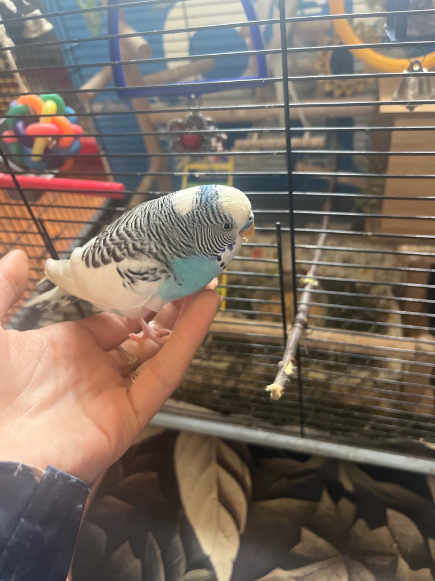 Хвилясті папуги