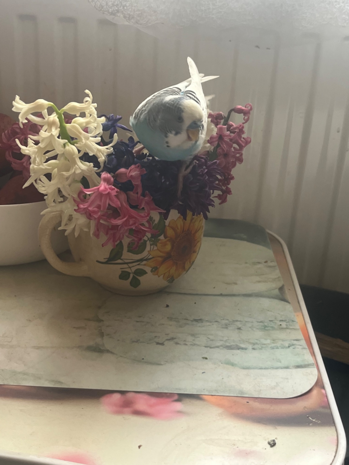 Хвилясті папуги