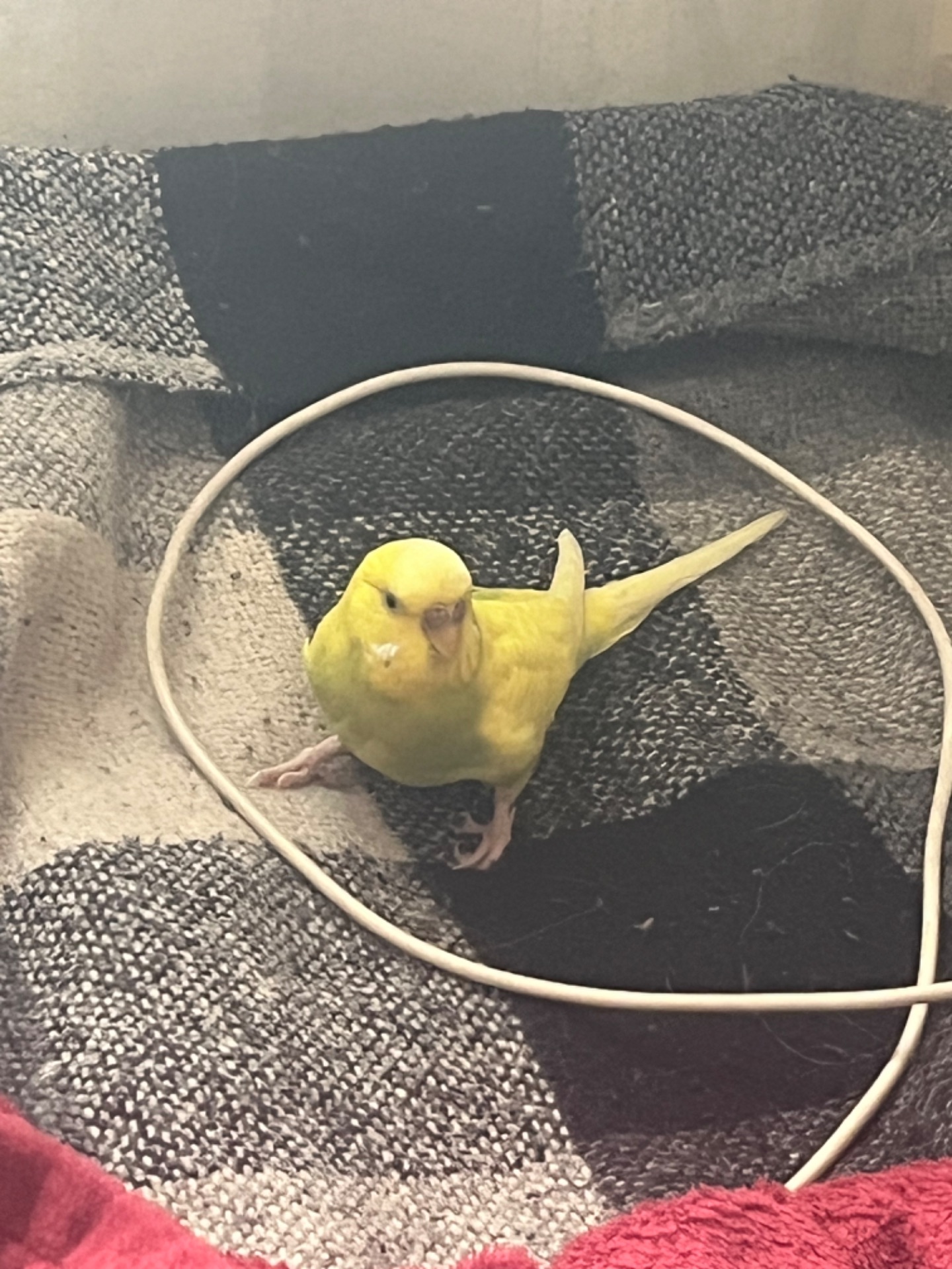 Хвилясті папуги