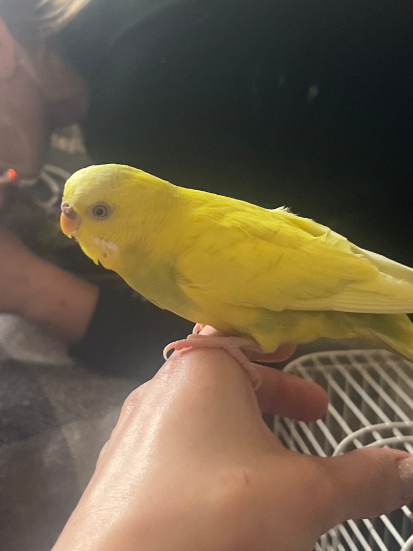 Хвилясті папуги