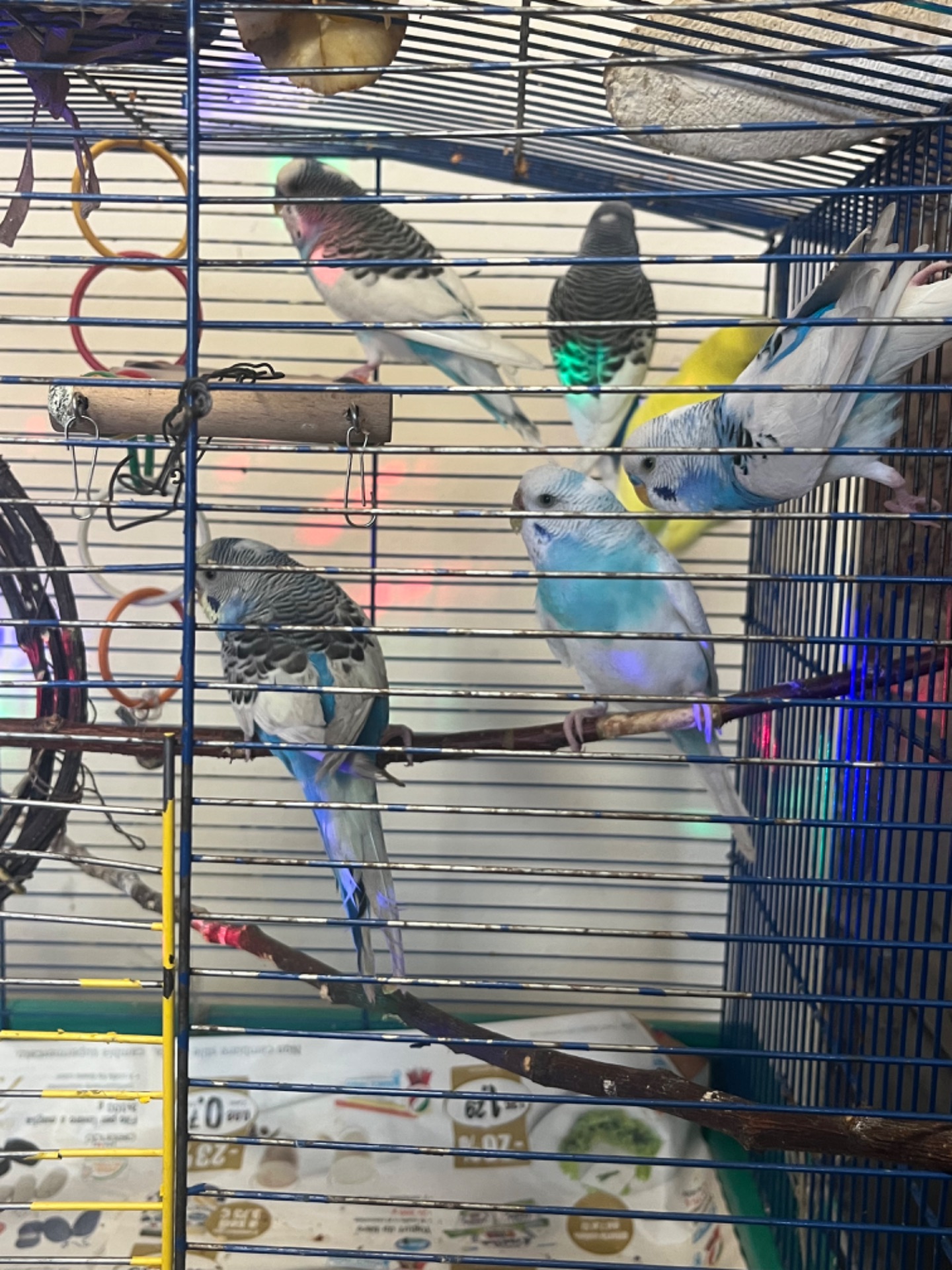 Хвилясті папуги