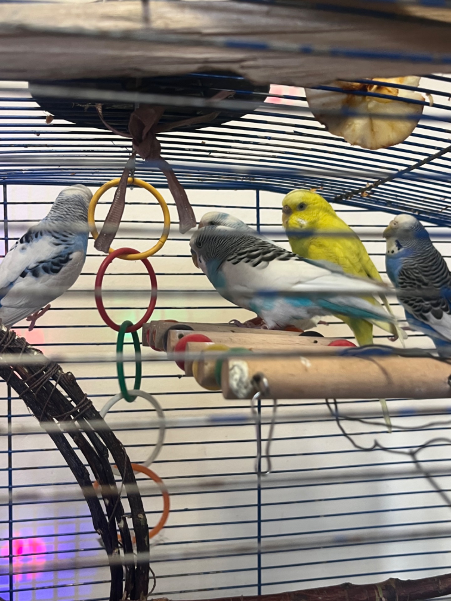 Хвилясті папуги