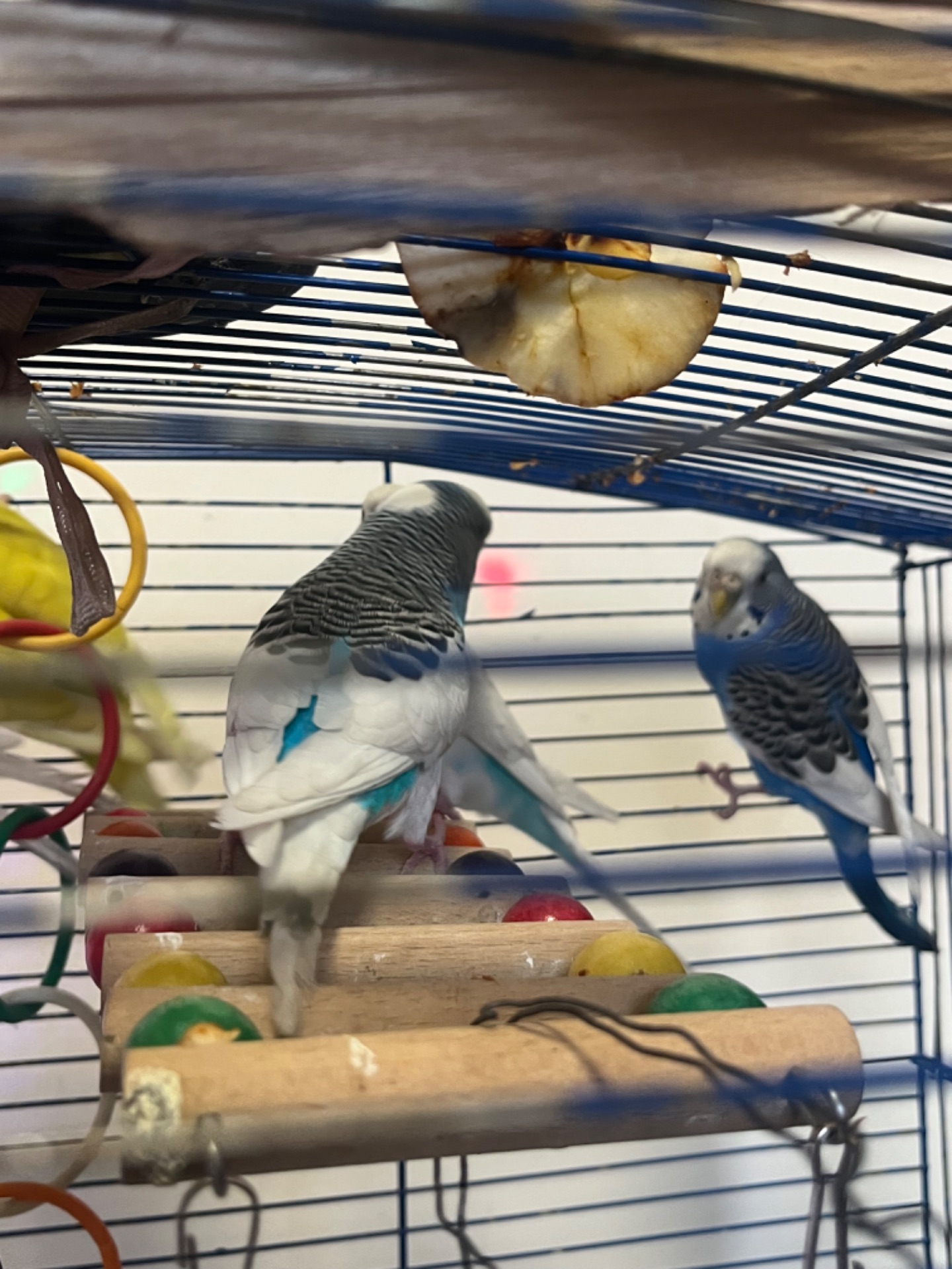 Хвилясті папуги