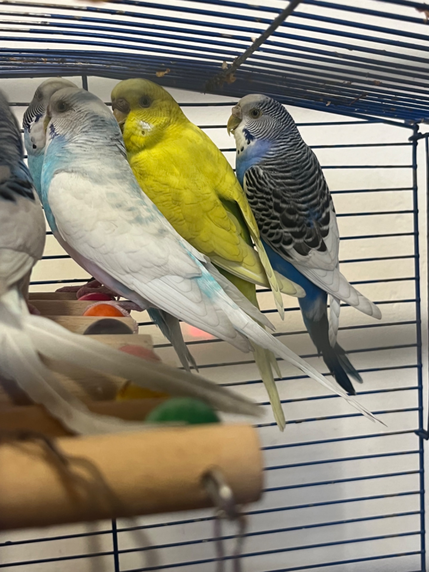 Хвилясті папуги