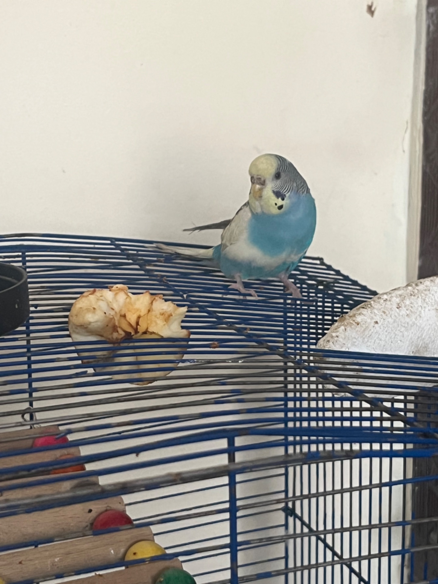 Хвилясті папуги