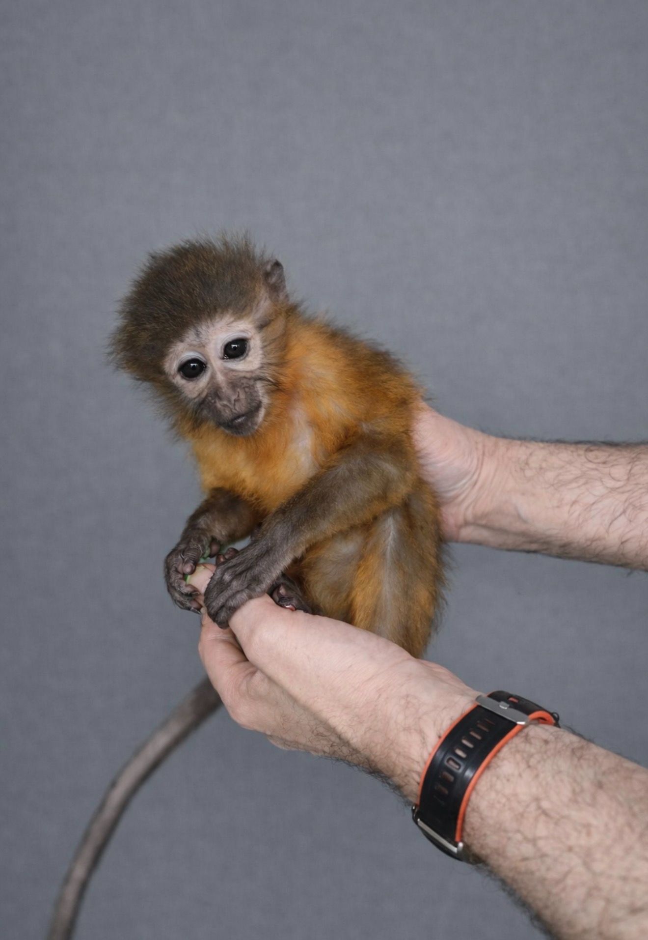 Мавпочка золотисний мангобей, ручная обезьянка