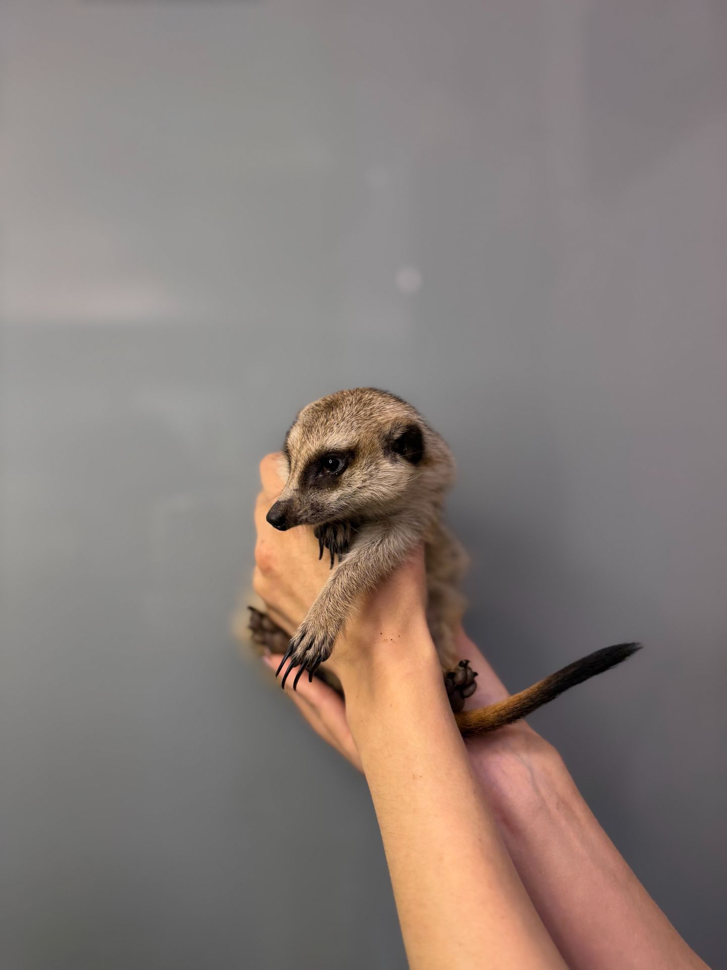 Ручний домашній сурикат, сурикати грайливі