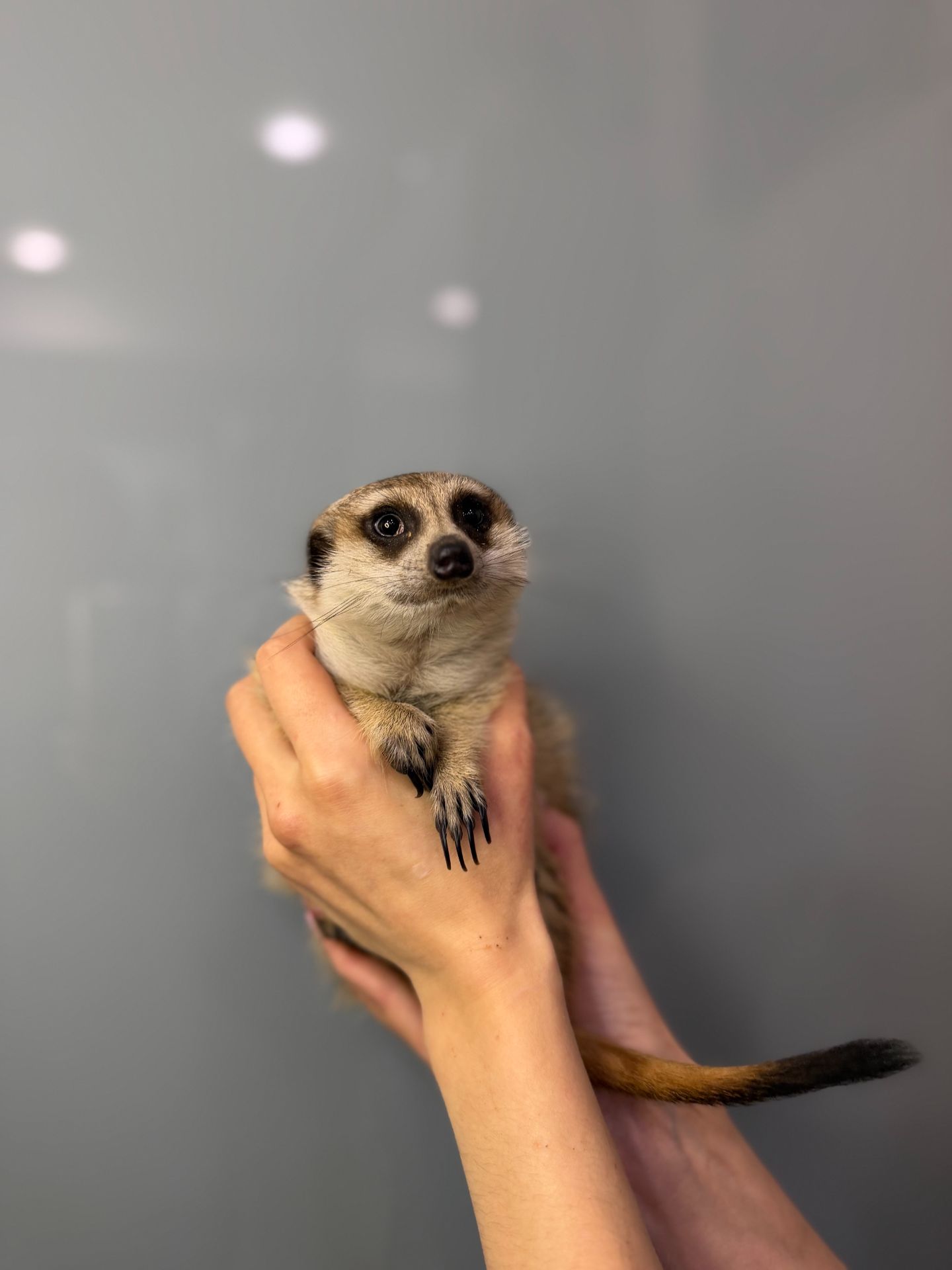 Ручний домашній сурикат, сурикати грайливі