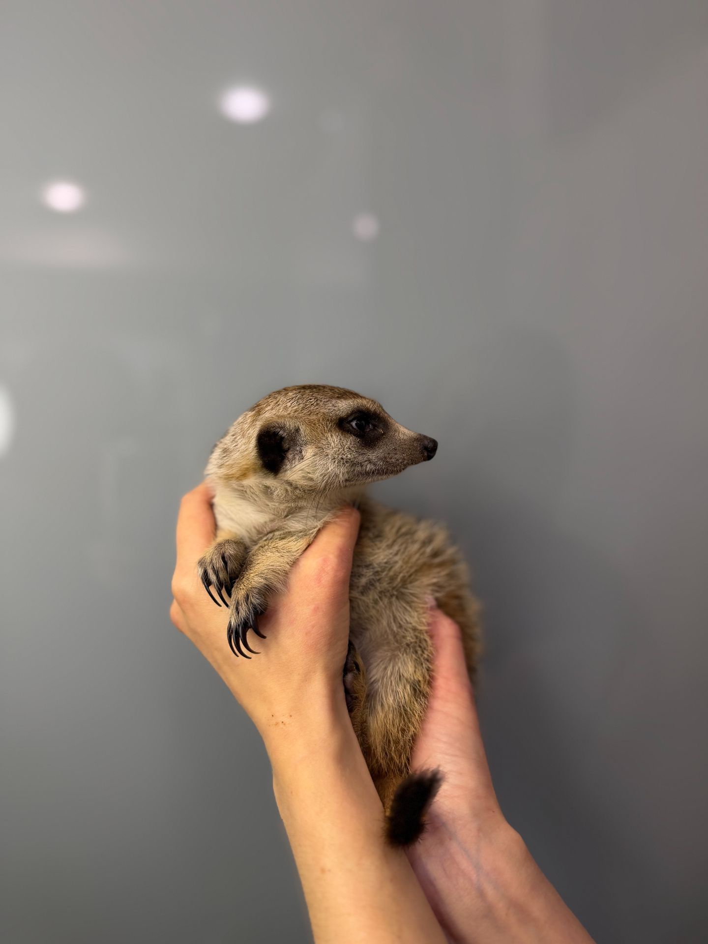 Ручний домашній сурикат, сурикати грайливі