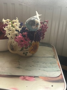 Хвилясті папуги