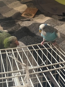 Хвилясті папуги