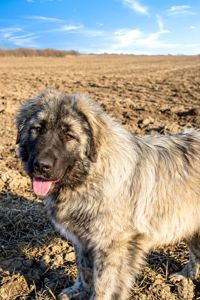 Хлопчик кавказької вівчарки, нащадок робочих чемпіонів, козопас, охоронець, компаньйон