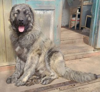 Хлопчик кавказької вівчарки, нащадок робочих чемпіонів, козопас, охоронець, компаньйон