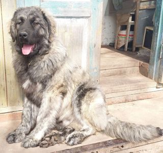 Хлопчик кавказької вівчарки, нащадок робочих чемпіонів, козопас, охоронець, компаньйон