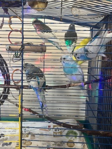 Хвилясті папуги