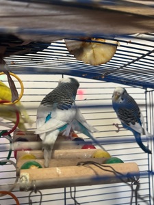 Хвилясті папуги