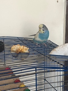 Хвилясті папуги