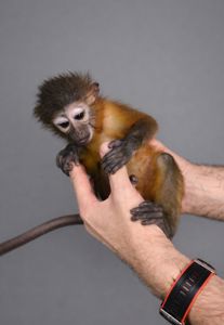 Мавпочка золотисний мангобей, ручная обезьянка
