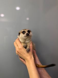 Ручний домашній сурикат, сурикати грайливі