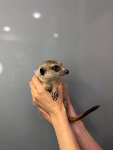 Ручний домашній сурикат, сурикати грайливі