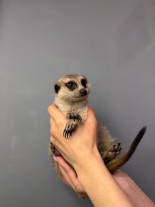 Ручний домашній сурикат, сурикати грайливі