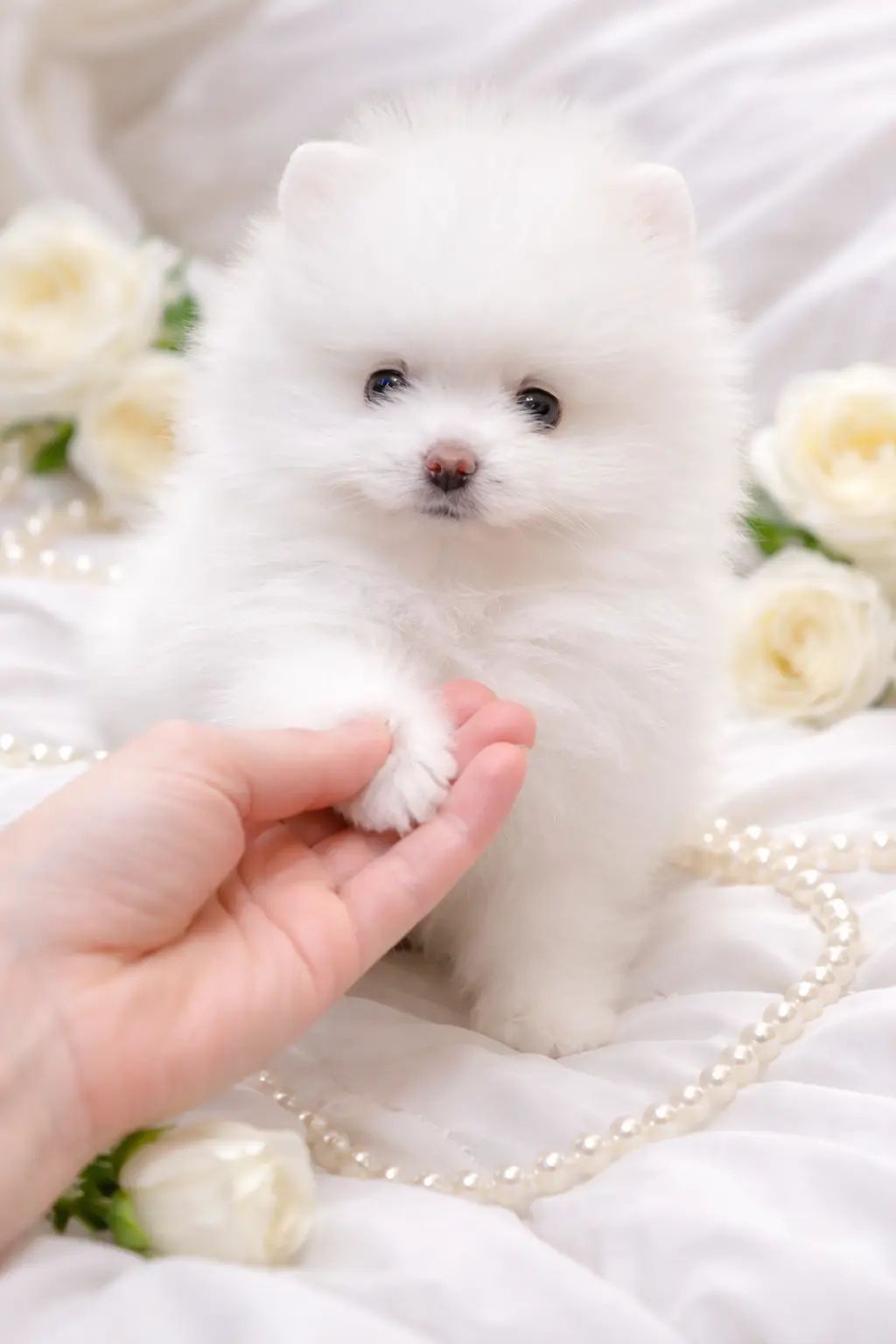 VIP мiнi красунчик!