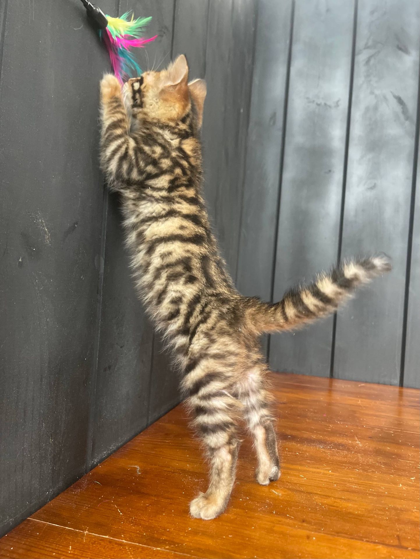 Котик породи Тойгер, Юго