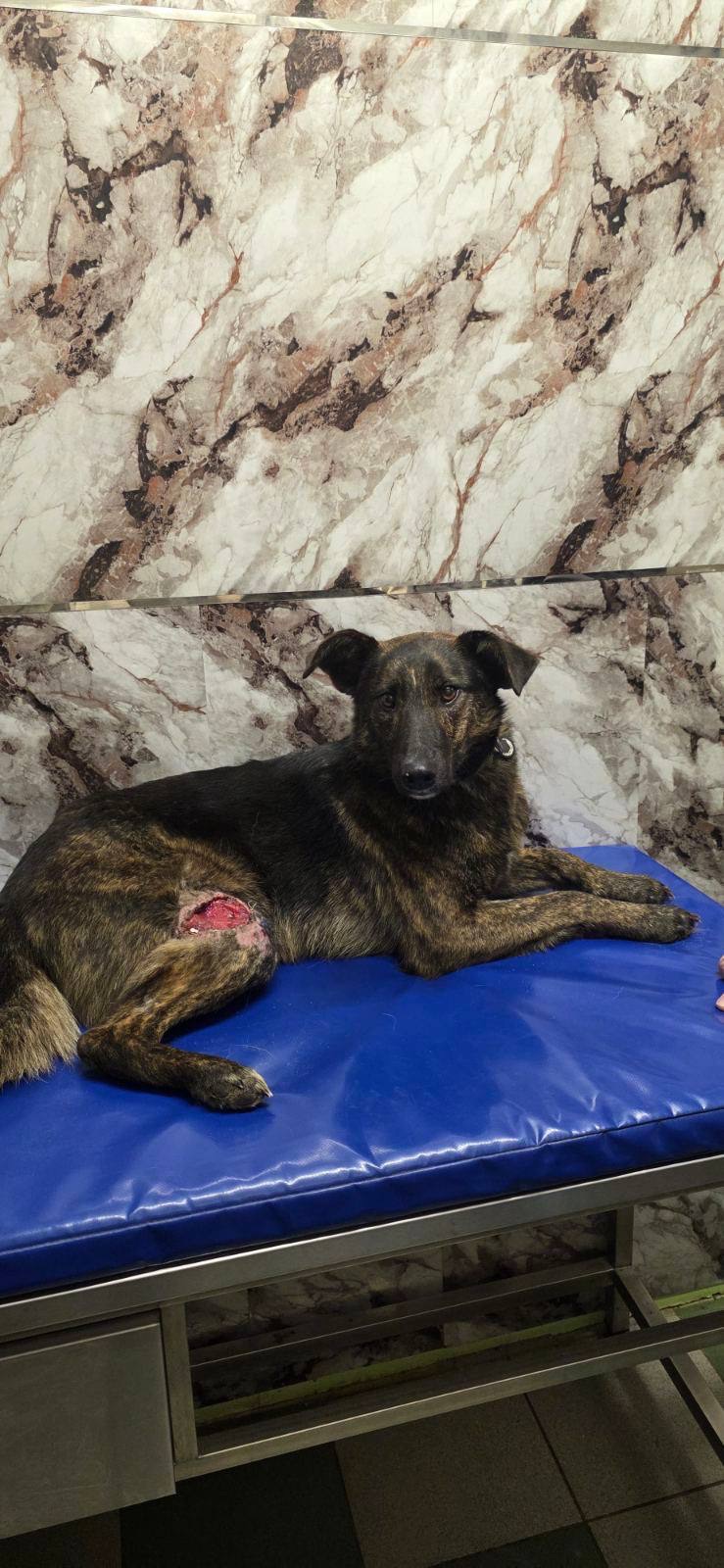 Собачка в добрые руки