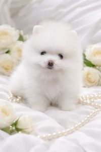 VIP мiнi красунчик!