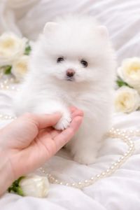 VIP мiнi красунчик!