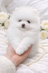 VIP мiнi красунчик!