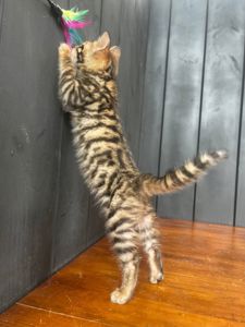 Котик породи Тойгер, Юго