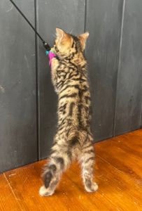 Котик породи Тойгер, Юго