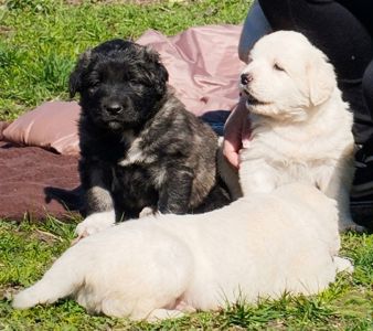 Цуценята кавказської вівчарки КСУ розплідник Star Escort великі робочі адекватні