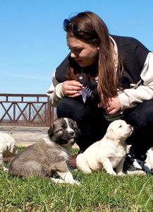 Цуценята кавказської вівчарки КСУ розплідник Star Escort великі робочі адекватні
