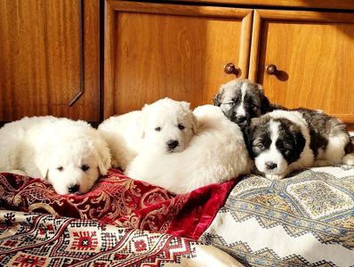 Цуценята кавказської вівчарки КСУ розплідник Star Escort великі робочі адекватні