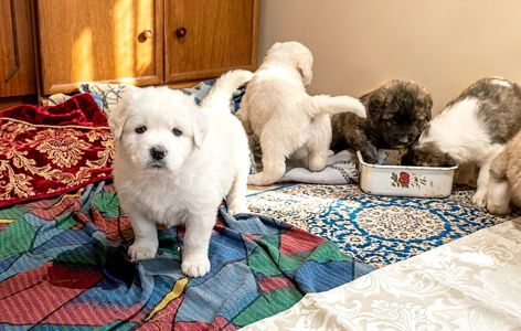 Цуценята кавказської вівчарки КСУ розплідник Star Escort великі робочі адекватні