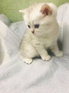 Шиншилове кошеня дівчинка під бронь