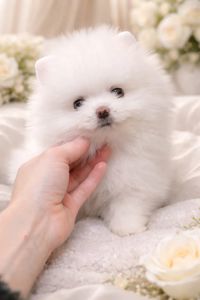 VIP мiнi красунчик!