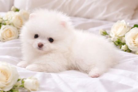 VIP мiнi красунчик!