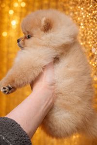 Розкiшний малюк!