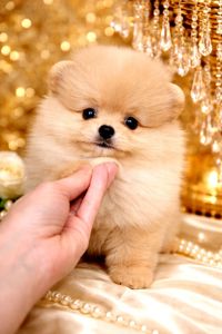 Розкiшний малюк!