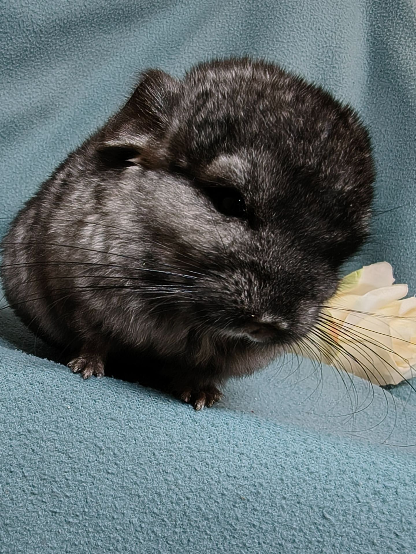 Милашка - Шиншилка